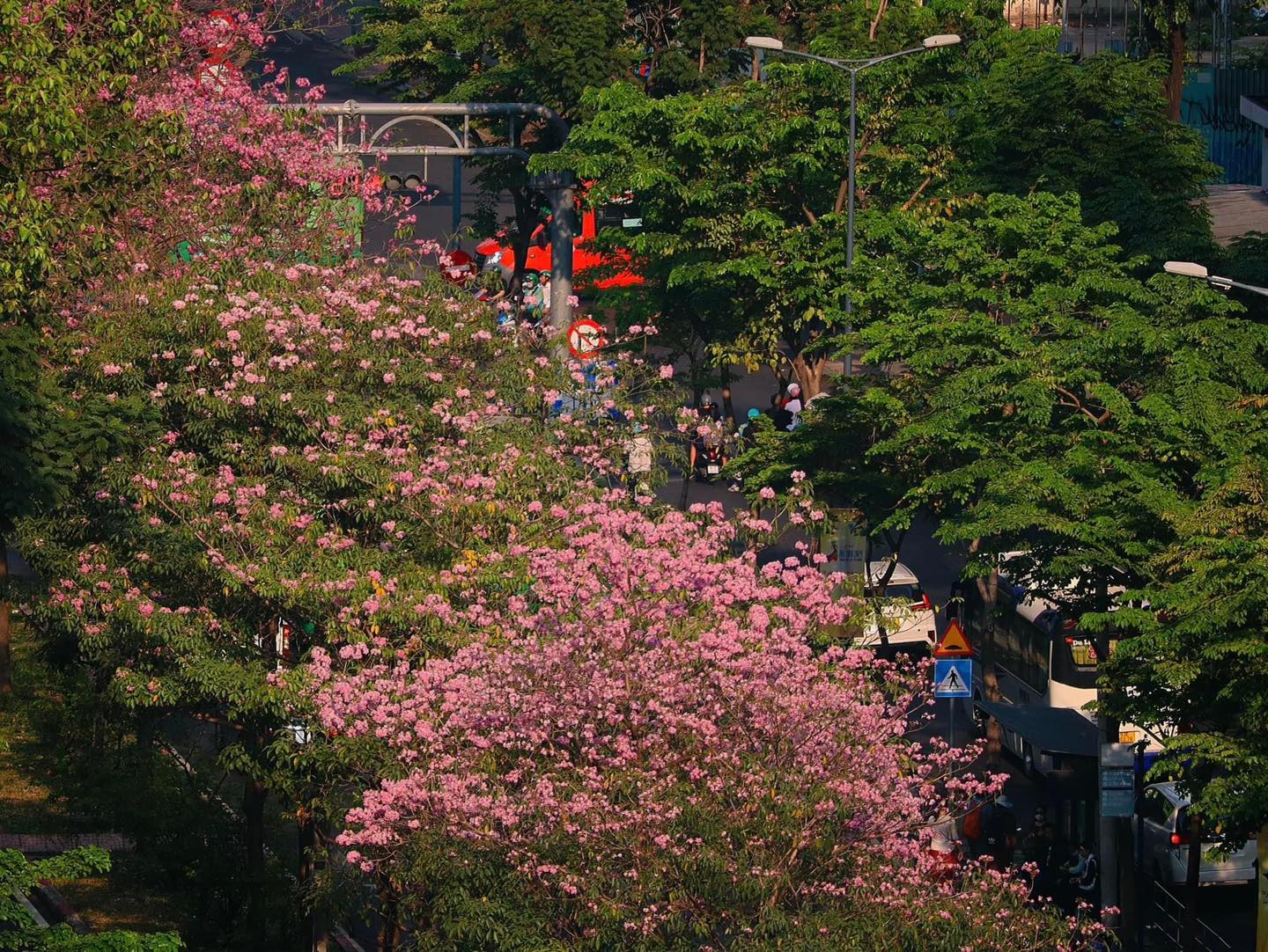 Mùa kèn hồng rợp trời Sài Gòn, chợt thấy thành phố mộng mơ biết bao giữa sắc hoa rực rỡ- Ảnh 19.