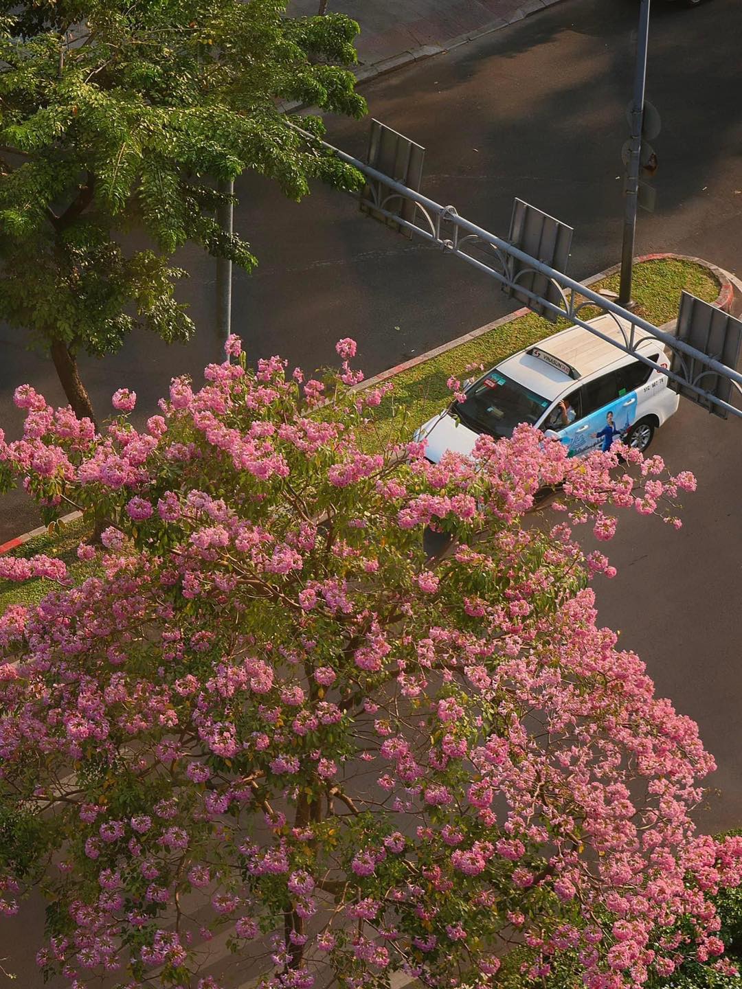 Mùa kèn hồng rợp trời Sài Gòn, chợt thấy thành phố mộng mơ biết bao giữa sắc hoa rực rỡ- Ảnh 20.