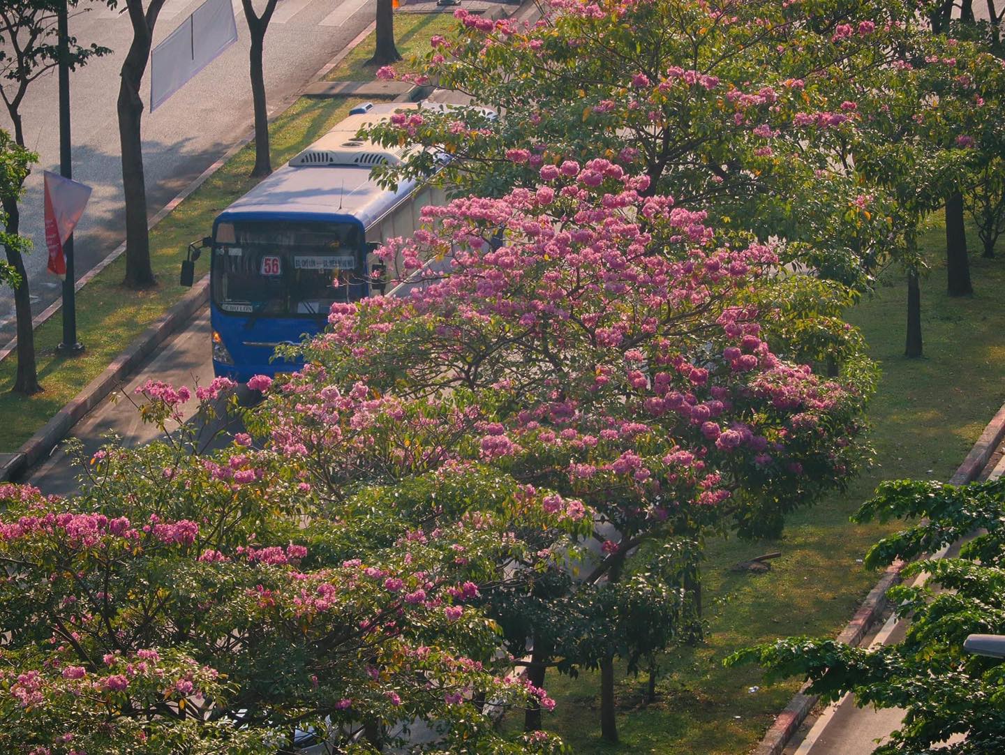 Mùa kèn hồng rợp trời Sài Gòn, chợt thấy thành phố mộng mơ biết bao giữa sắc hoa rực rỡ- Ảnh 21.