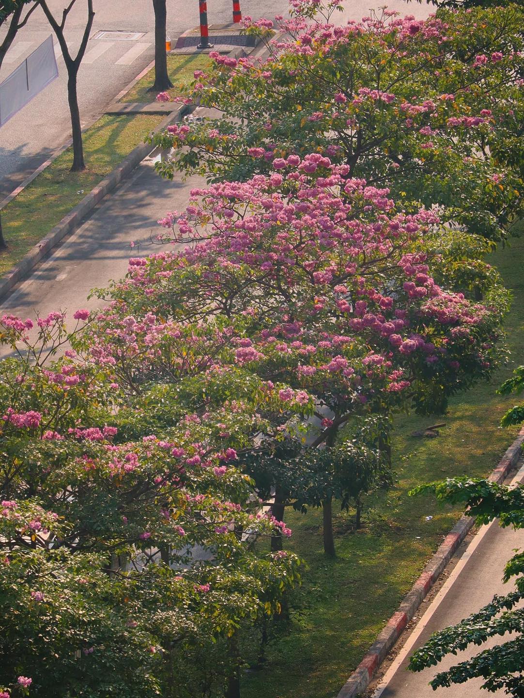 Mùa kèn hồng rợp trời Sài Gòn, chợt thấy thành phố mộng mơ biết bao giữa sắc hoa rực rỡ- Ảnh 22.
