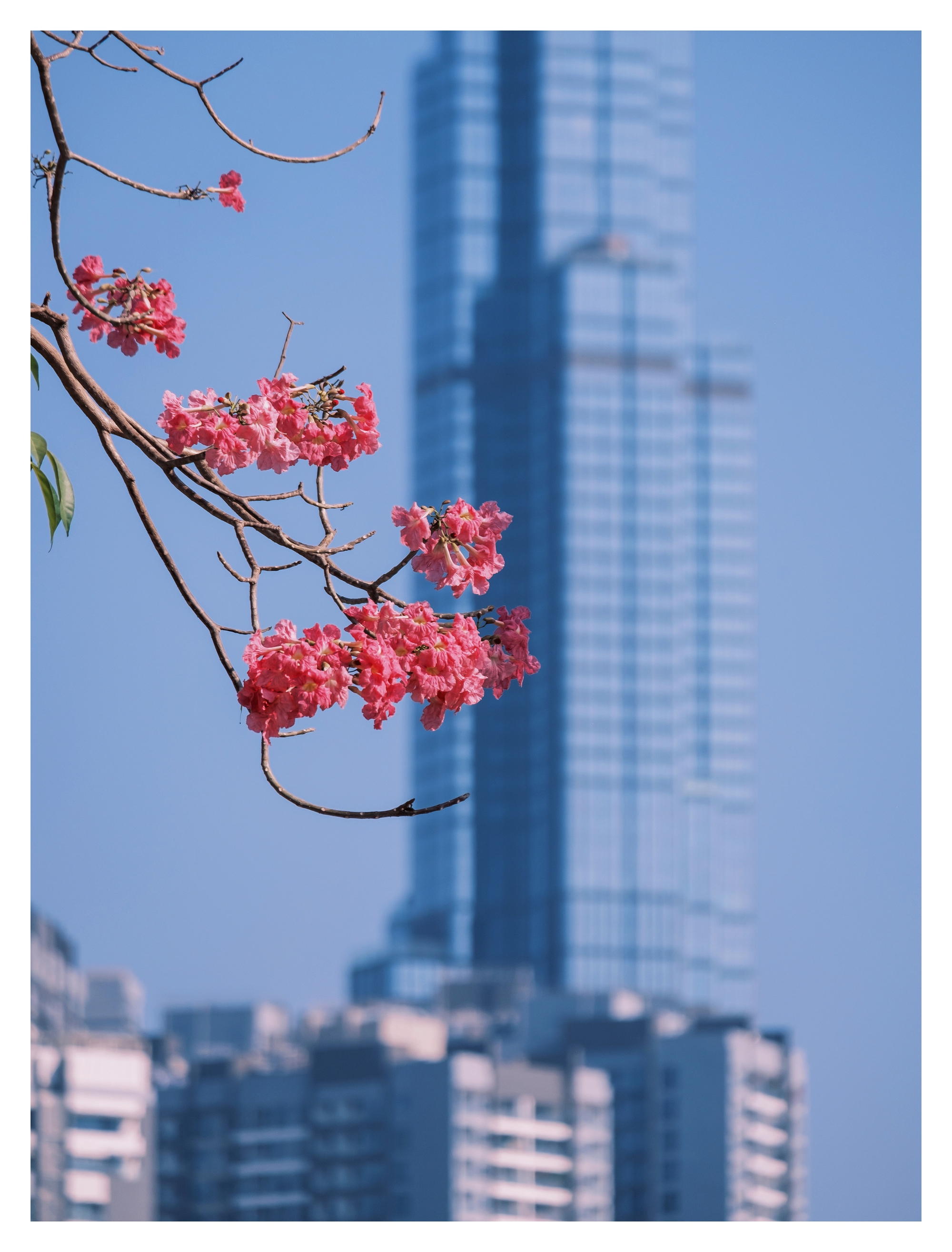 Mùa kèn hồng rợp trời Sài Gòn, chợt thấy thành phố mộng mơ biết bao giữa sắc hoa rực rỡ- Ảnh 12.