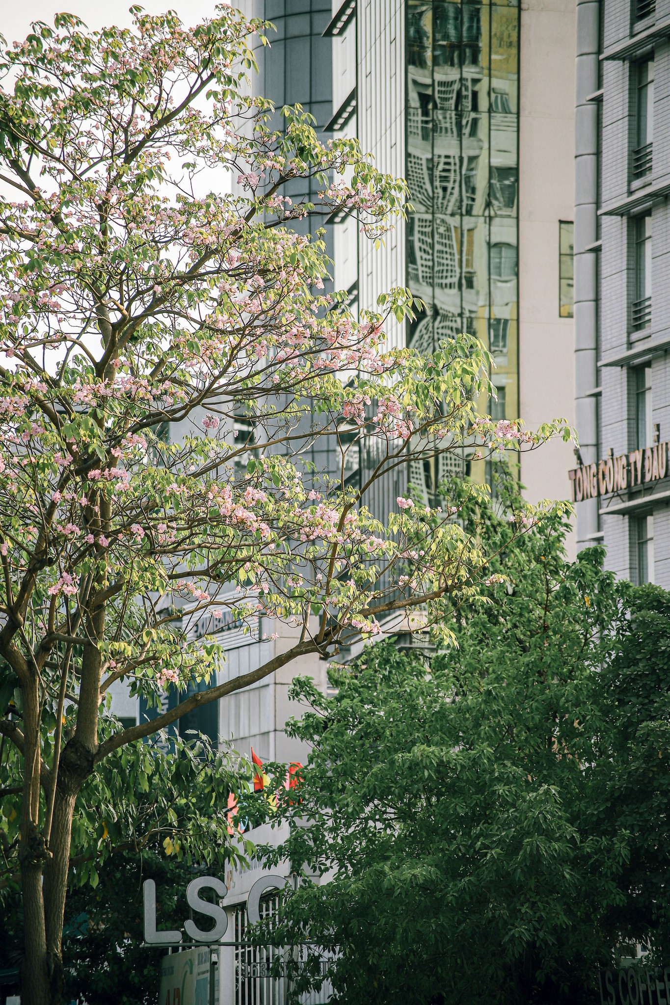 Mùa kèn hồng rợp trời Sài Gòn, chợt thấy thành phố mộng mơ biết bao giữa sắc hoa rực rỡ- Ảnh 6.