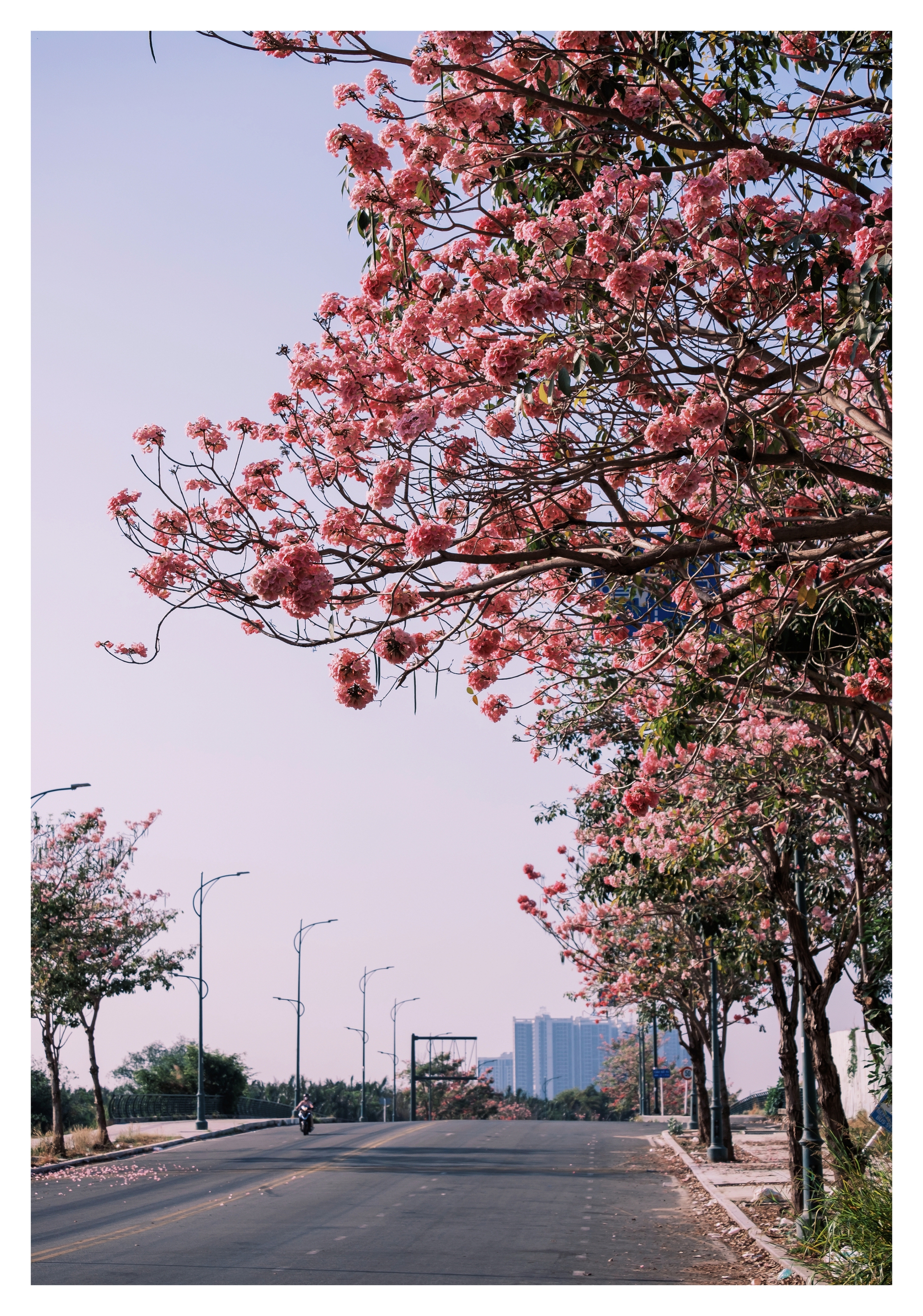 Mùa kèn hồng rợp trời Sài Gòn, chợt thấy thành phố mộng mơ biết bao giữa sắc hoa rực rỡ- Ảnh 13.