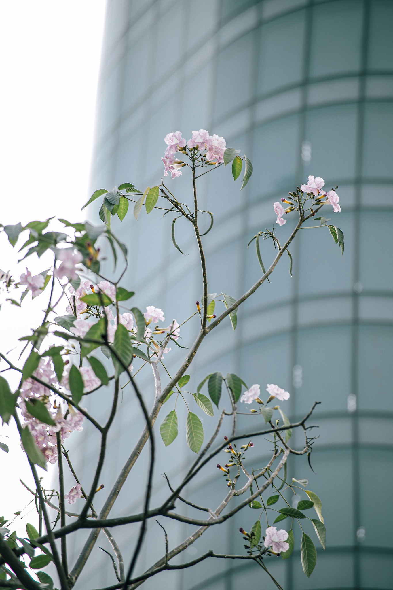 Mùa kèn hồng rợp trời Sài Gòn, chợt thấy thành phố mộng mơ biết bao giữa sắc hoa rực rỡ- Ảnh 7.