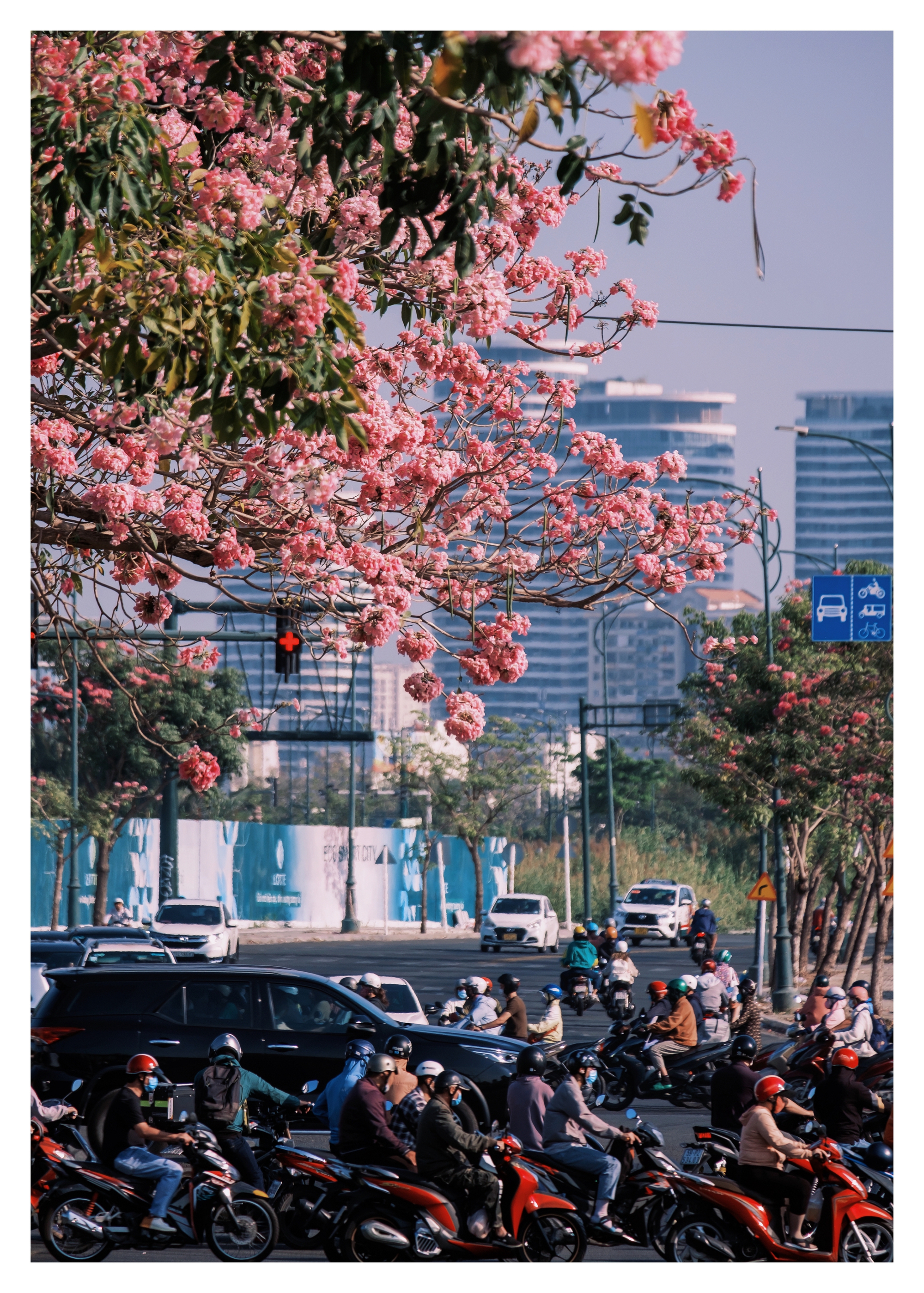 Mùa kèn hồng rợp trời Sài Gòn, chợt thấy thành phố mộng mơ biết bao giữa sắc hoa rực rỡ- Ảnh 14.