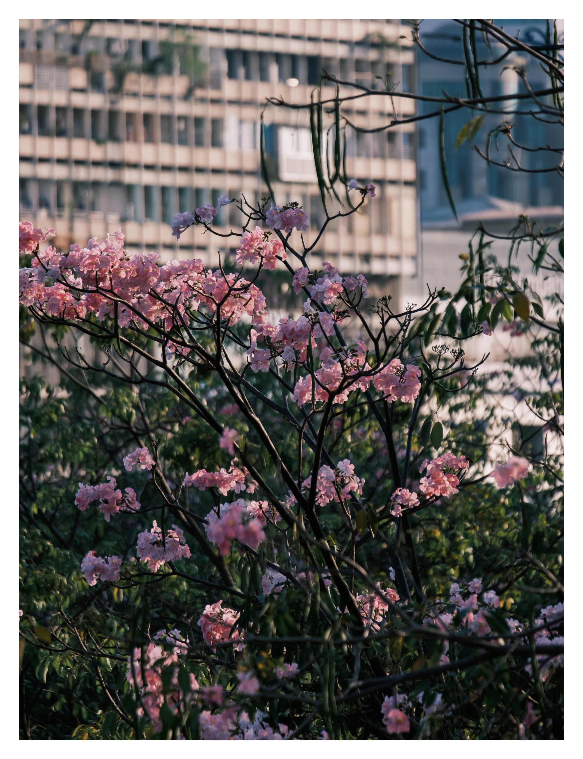 Mùa kèn hồng rợp trời Sài Gòn, chợt thấy thành phố mộng mơ biết bao giữa sắc hoa rực rỡ- Ảnh 15.