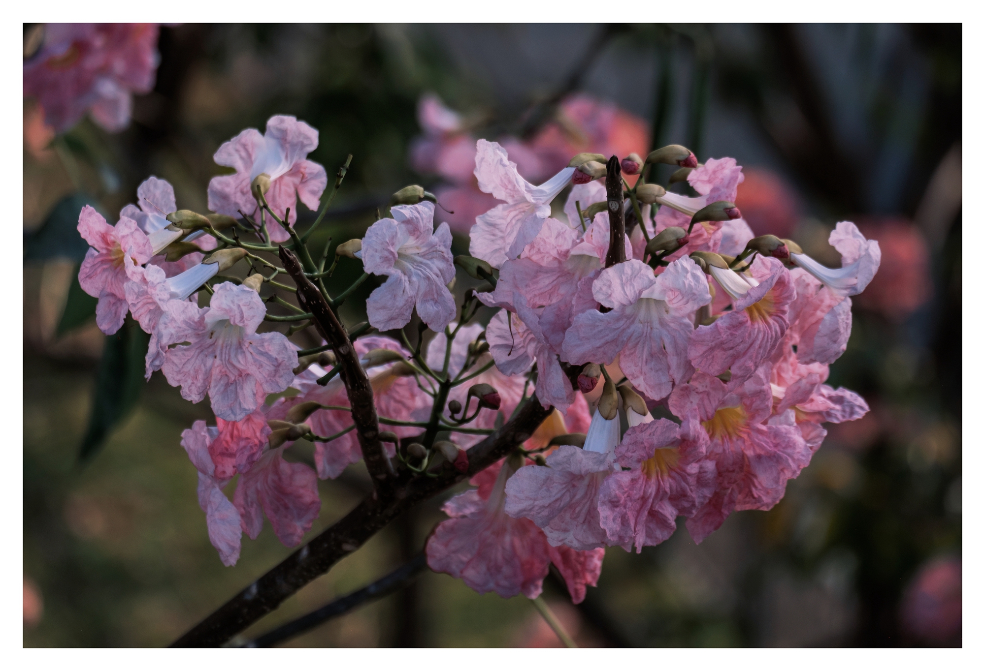 Mùa kèn hồng rợp trời Sài Gòn, chợt thấy thành phố mộng mơ biết bao giữa sắc hoa rực rỡ- Ảnh 16.