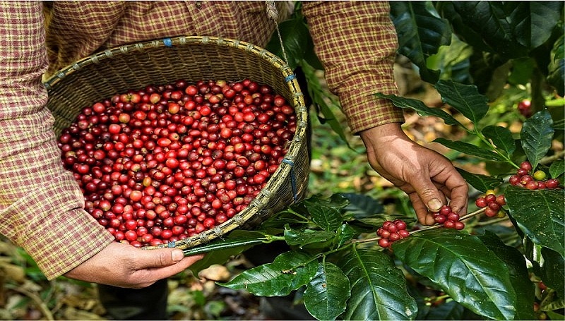 Chỉ trong 60 ngày, một mặt hàng giúp Việt Nam thu về gần 1,4 tỷ USD, kỳ vọng lập kỷ lục mới năm 2024- Ảnh 1. Chỉ trong 60 ngày, một mặt hàng giúp Việt Nam thu về gần 1,4 tỷ USD, kỳ vọng lập kỷ lục mới năm 2024- Ảnh 1.