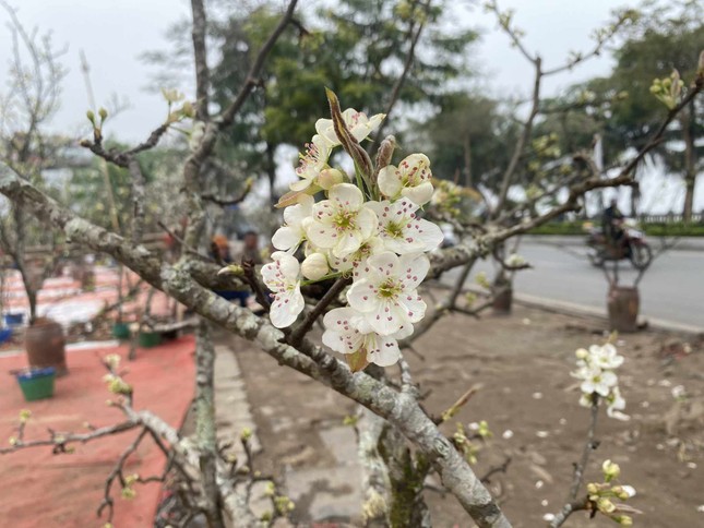 Người Hà Nội thích thú 'ăn chơi' hết tháng Giêng với hoa lê rừng - Ảnh 4. Người Hà Nội thích thú 'ăn chơi' hết tháng Giêng với hoa lê rừng - Ảnh 4.