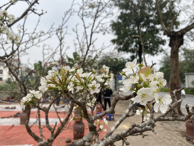 Người Hà Nội thích thú 'ăn chơi' hết tháng Giêng với hoa lê rừng - Ảnh 3. Người Hà Nội thích thú 'ăn chơi' hết tháng Giêng với hoa lê rừng - Ảnh 3.