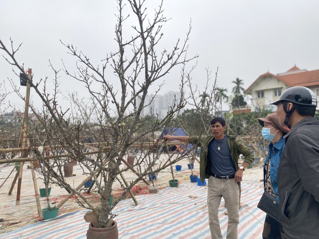 Người Hà Nội thích thú 'ăn chơi' hết tháng Giêng với hoa lê rừng - Ảnh 1. Người Hà Nội thích thú 'ăn chơi' hết tháng Giêng với hoa lê rừng - Ảnh 1.