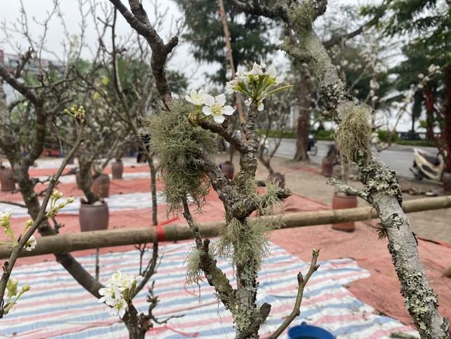 Người Hà Nội thích thú 'ăn chơi' hết tháng Giêng với hoa lê rừng - Ảnh 5. Người Hà Nội thích thú 'ăn chơi' hết tháng Giêng với hoa lê rừng - Ảnh 5.