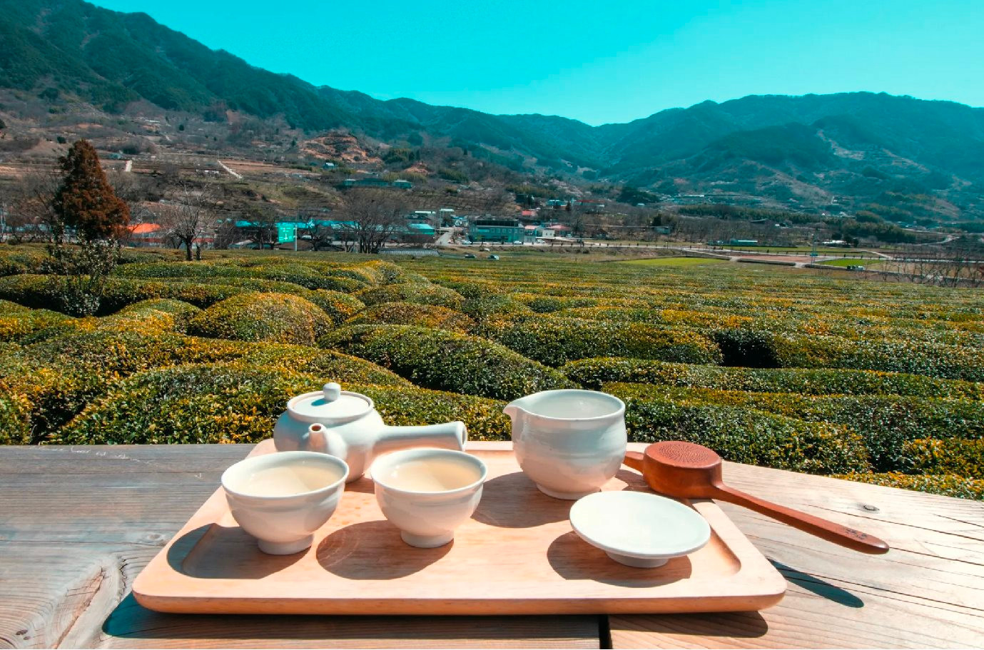 Doanh nhân Nguyễn Thị Thành Thực: Người Hàn Quốc sang Việt Nam làm chủ lĩnh vực công nghiệp, thì người Việt Nam cũng có thể làm chủ trong nông nghiệp ở Hàn Quốc- Ảnh 7. Doanh nhân Nguyễn Thị Thành Thực: Người Hàn Quốc sang Việt Nam làm chủ lĩnh vực công nghiệp, thì người Việt Nam cũng có thể làm chủ trong nông nghiệp ở Hàn Quốc- Ảnh 7.