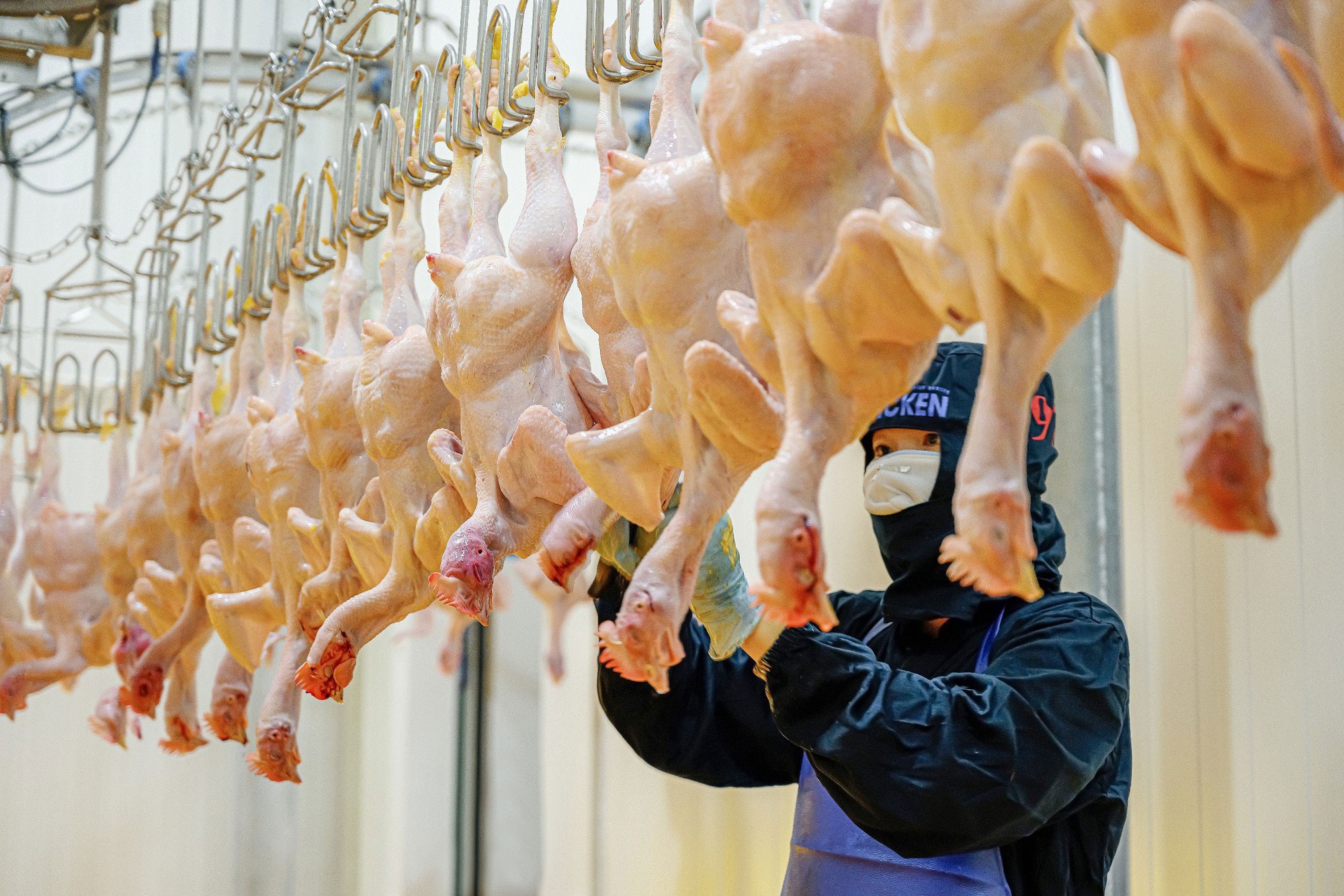 Ngành gia cầm đang nỗ lực mở cửa thị trường Halal Ngành gia cầm đang nỗ lực mở cửa thị trường Halal