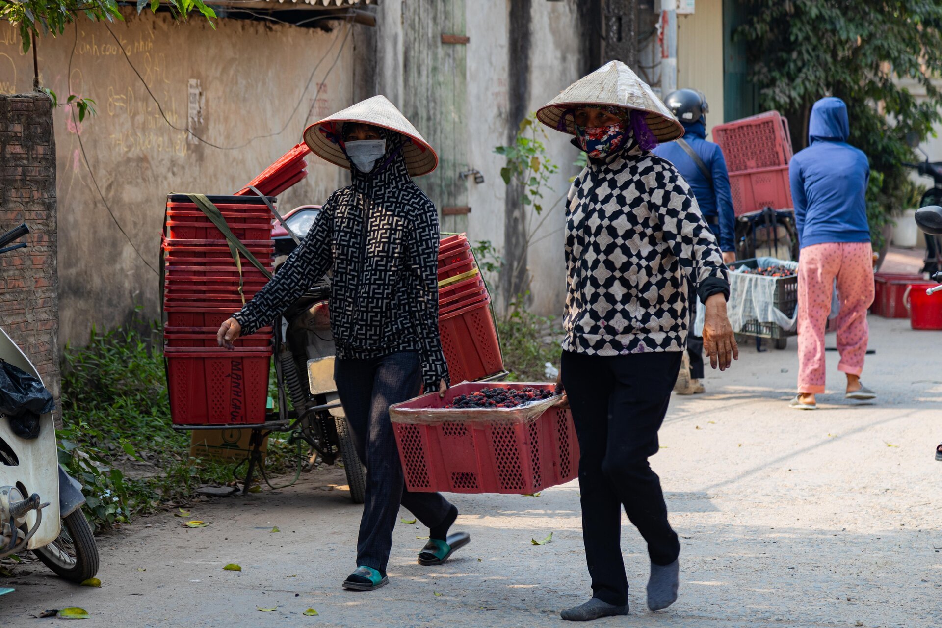 Dâu tằm được mùa chín trĩu cành, người trồng hốt bạc - Ảnh 16.