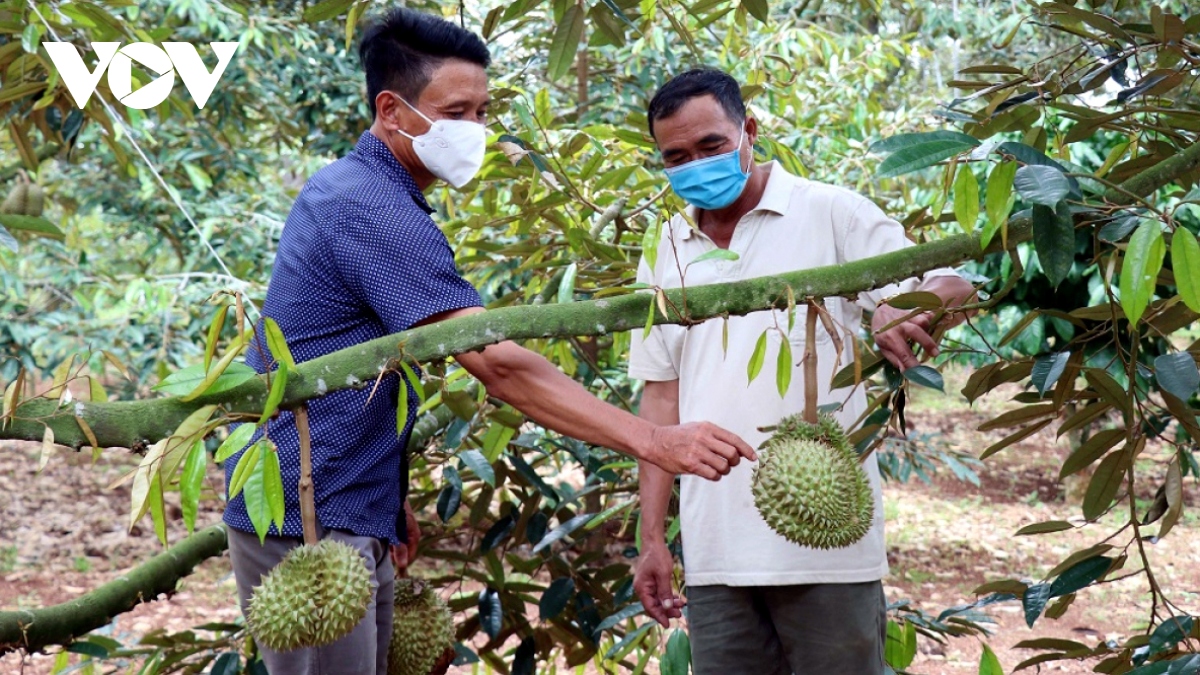 708 mã số vùng trồng sầu riêng được cấp phép xuất khẩu vào Trung Quốc - Ảnh 1.