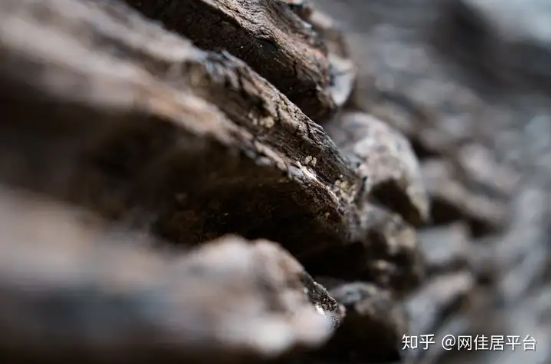 Đi mò ốc dưới suối phát hiện cây gỗ dài 20m tỏa mùi thơm lạ, ước tính gần 400 tỷ đồng- Ảnh 2.