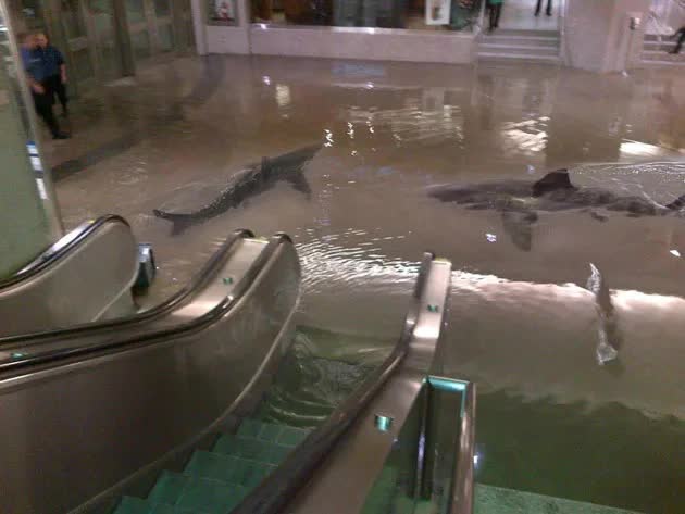 Ngập lụt kinh hoàng tại Dubai: Thực hư cảnh tượng cá mập bơi tung tăng trong trung tâm thương mại - Ảnh 1.