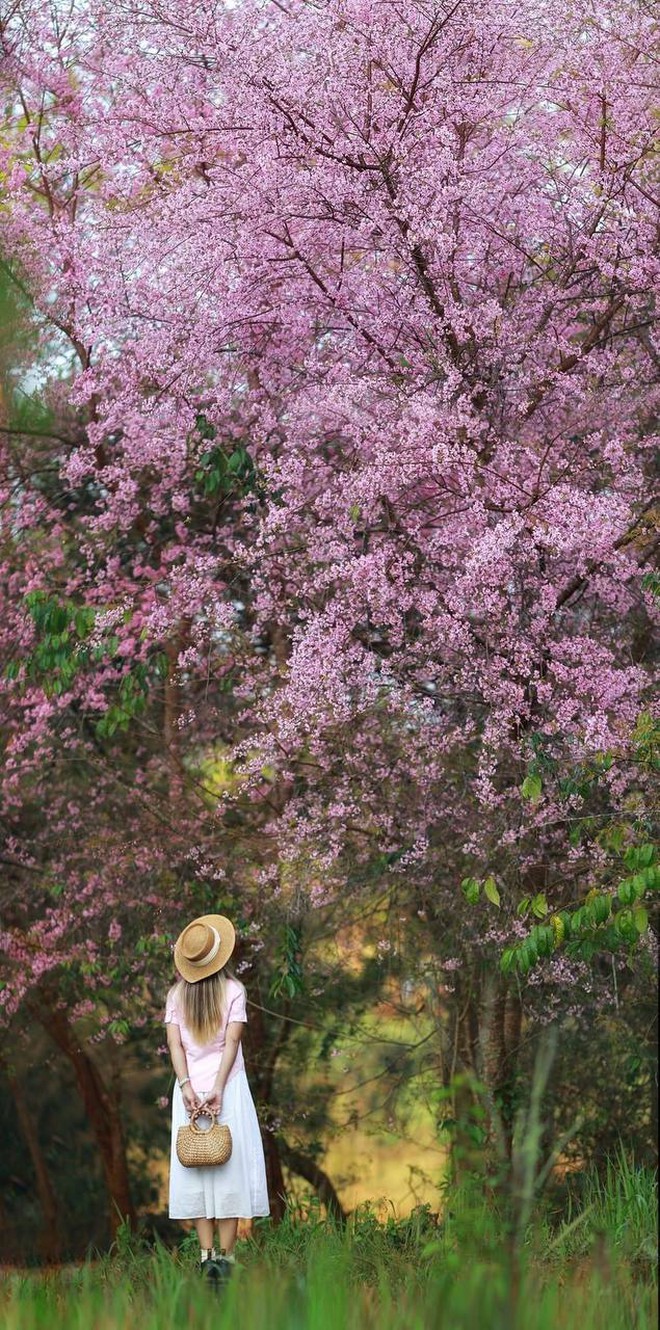 Cập nhật tình hình du lịch dịp lễ khắp mọi miền: Đổ xô ngắm hoa mai anh đào nở kỳ lạ giữa hè Đà Lạt, đảo Phú Quý đông đúc khách - Ảnh 7.