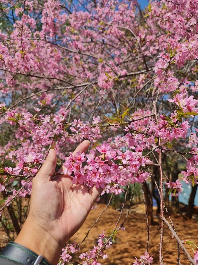 Cập nhật tình hình du lịch dịp lễ khắp mọi miền: Đổ xô ngắm hoa mai anh đào nở kỳ lạ giữa hè Đà Lạt, đảo Phú Quý đông đúc khách - Ảnh 1.