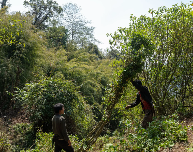 Dân nghèo Nepal đổi đời nhờ cung cấp loại cây bụi cho Nhật Bản làm giấy in tiền - Ảnh 2.