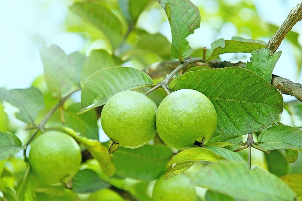 Vitamin C gấp 21 lần táo, loại quả giòn ngọt bán nhiều ở chợ Việt, từ lá đến rễ đều là bài thuốc: Kiểm soát đường máu và cholesterol tốt miễn chê- Ảnh 3.