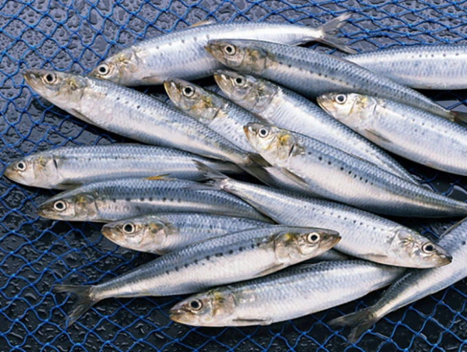 3 loại da cá tốt nhất để ăn và những loại cần tránh theo chuyên gia dinh dưỡng - Ảnh 2.