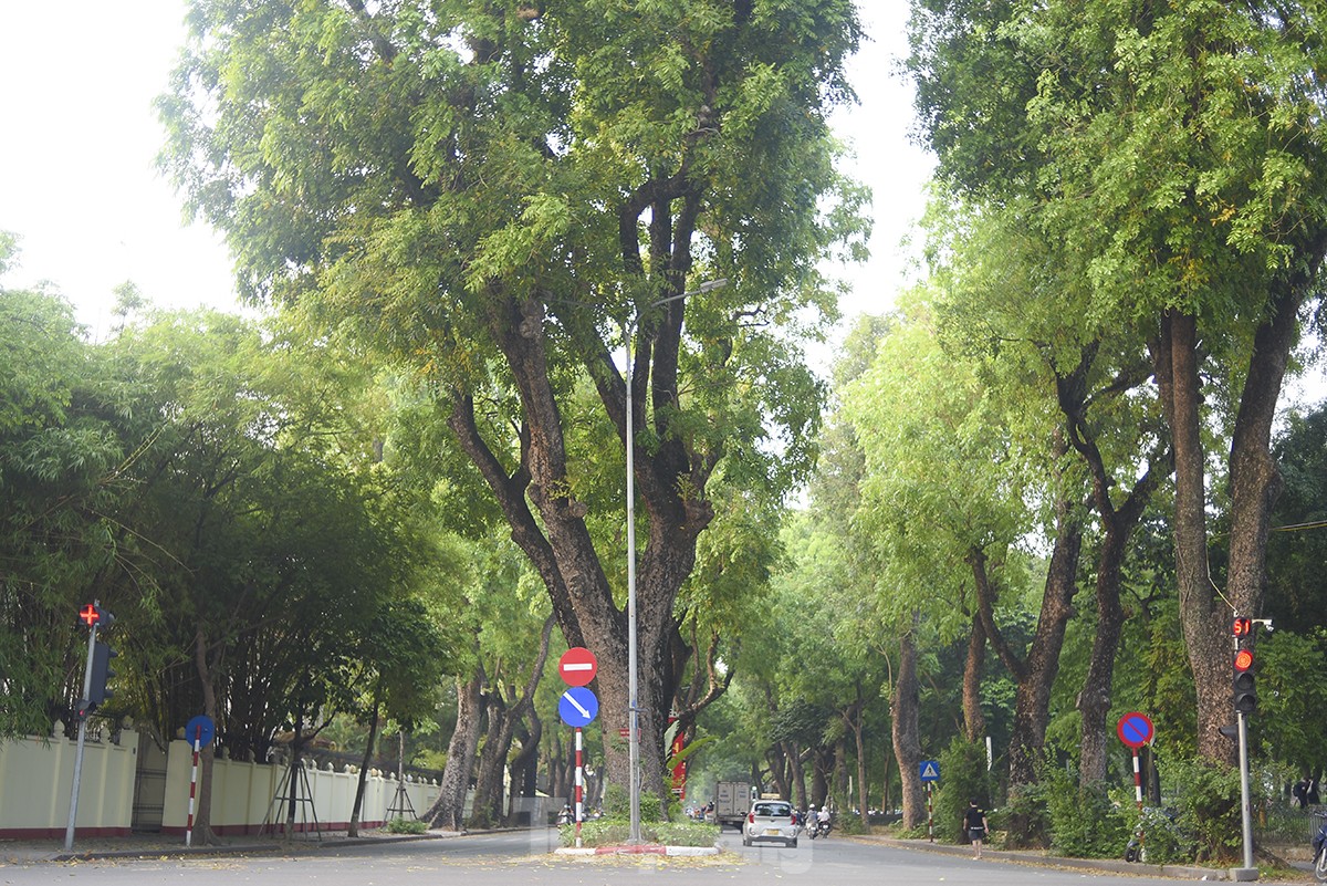Ngắm những con đường xanh mướt giữa Thủ đô 'giải nhiệt' ngày nắng nóng - Ảnh 10.