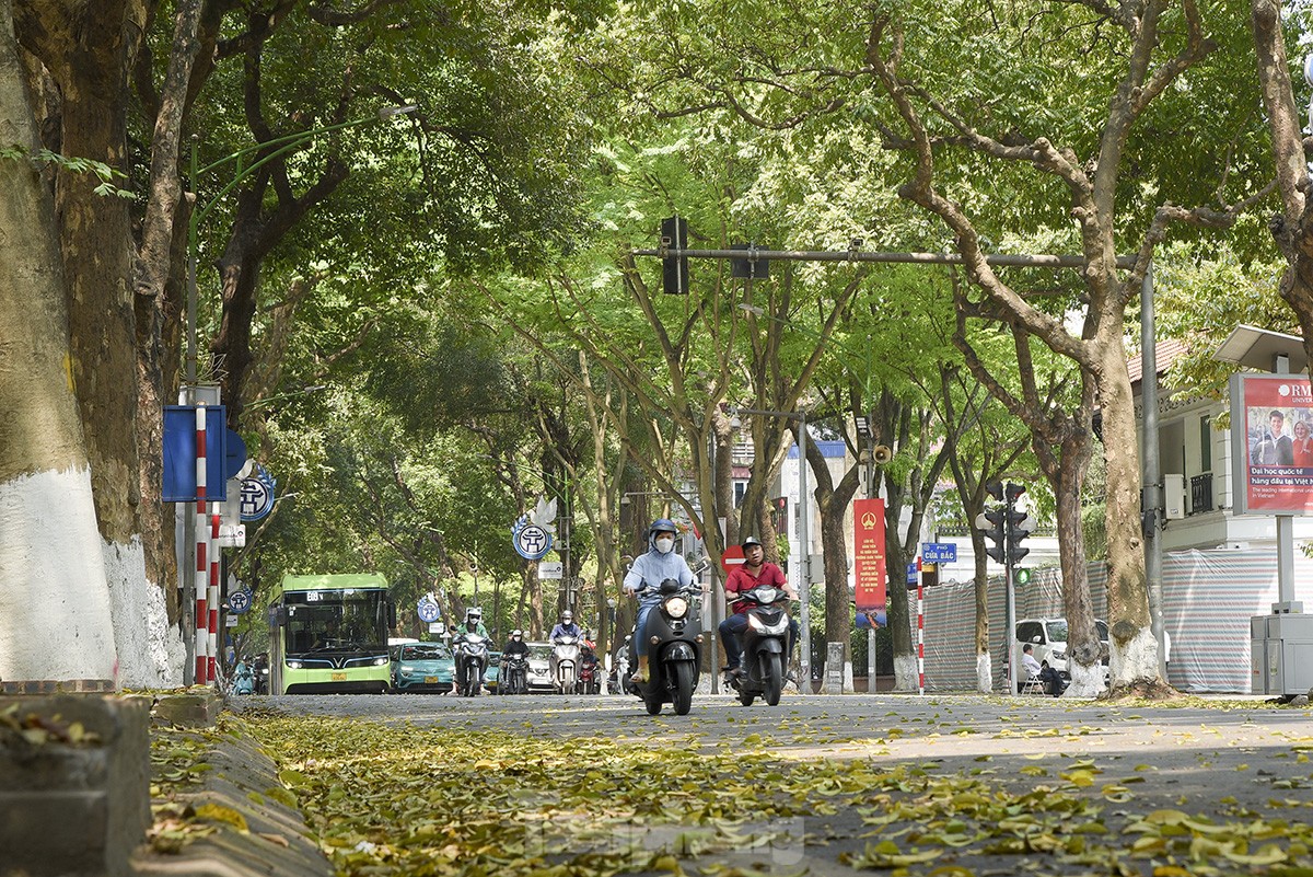Ngắm những con đường xanh mướt giữa Thủ đô 'giải nhiệt' ngày nắng nóng - Ảnh 1.