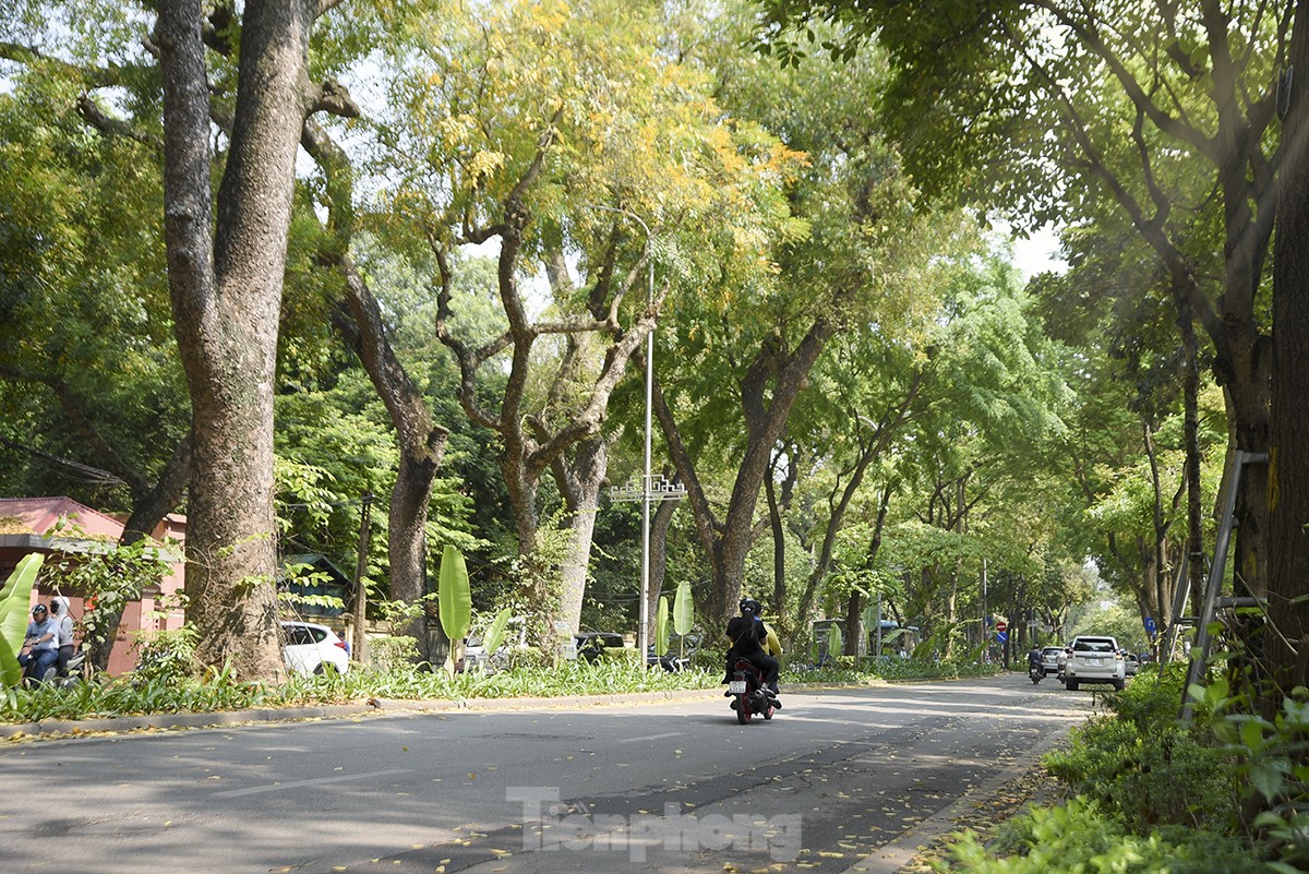 Ngắm những con đường xanh mướt giữa Thủ đô 'giải nhiệt' ngày nắng nóng - Ảnh 7.