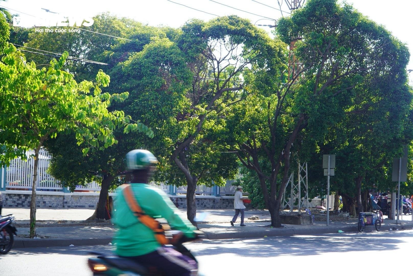 Cận cảnh hơn 400 cây xanh sắp bị đốn hạ làm tuyến Metro số 2 ở TP.HCM - Ảnh 13.