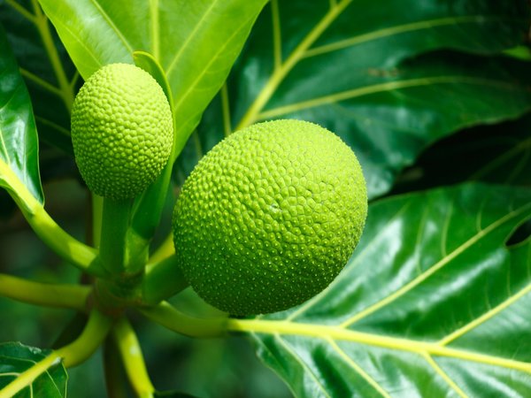 Loại quả cùng họ với mít, cung cấp cho cơ thể tới 85% lượng vitamin C được khuyến nghị hàng ngày- Ảnh 3. Loại quả cùng họ với mít, cung cấp cho cơ thể tới 85% lượng vitamin C được khuyến nghị hàng ngày- Ảnh 3.