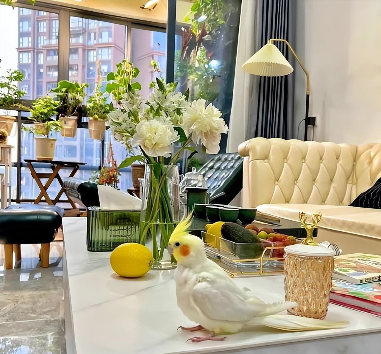 Người phụ nữ gây sốt nhờ vườn cây trĩu quả trên ban công chung cư, dân mạng xuýt xoa: "Sao trồng hay vậy?"- Ảnh 3. Người phụ nữ gây sốt nhờ vườn cây trĩu quả trên ban công chung cư, dân mạng xuýt xoa: "Sao trồng hay vậy?"- Ảnh 3.