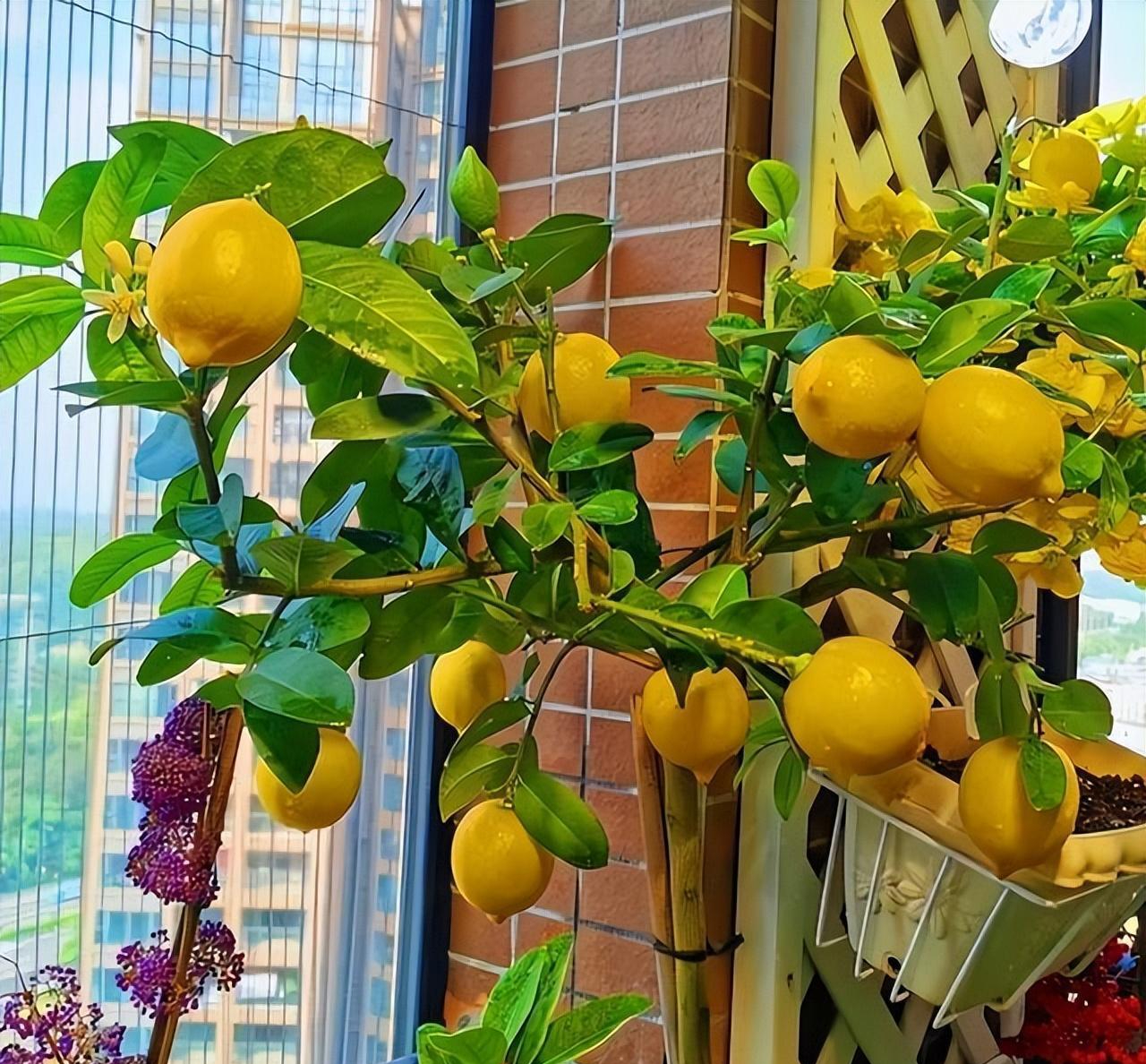Người phụ nữ gây sốt nhờ vườn cây trĩu quả trên ban công chung cư, dân mạng xuýt xoa: "Sao trồng hay vậy?"- Ảnh 6. Người phụ nữ gây sốt nhờ vườn cây trĩu quả trên ban công chung cư, dân mạng xuýt xoa: "Sao trồng hay vậy?"- Ảnh 6.