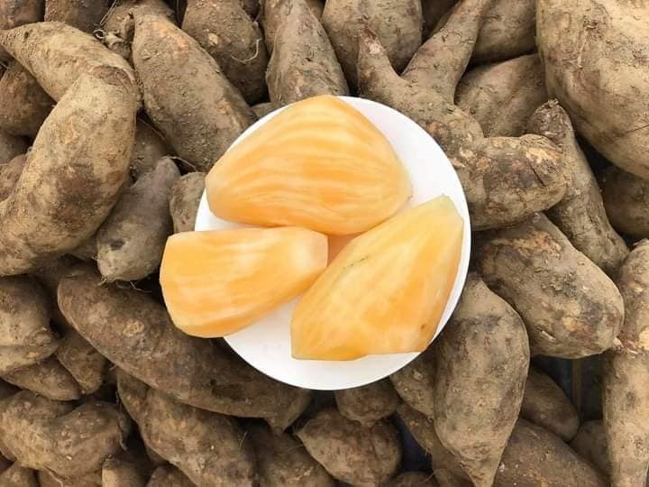 1 loại củ ngọt mát tốt ngang nhân sâm, thuốc bổ vừa giúp hạ đường huyết, vừa cứu tinh cho người giảm cân- Ảnh 1. 1 loại củ ngọt mát tốt ngang nhân sâm, thuốc bổ vừa giúp hạ đường huyết, vừa cứu tinh cho người giảm cân- Ảnh 1.