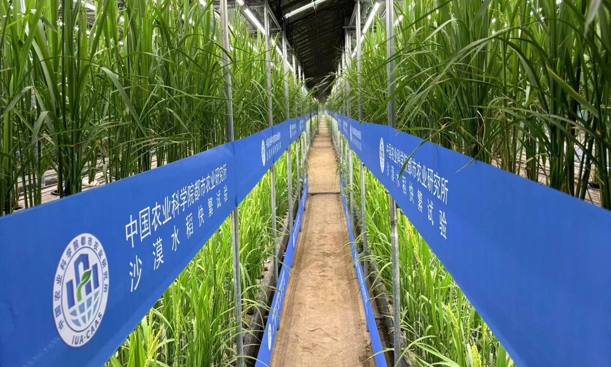 Trung Quốc phát triển giống lúa nhanh trong nhà kính trên sa mạc Tân Cương- Ảnh 1.