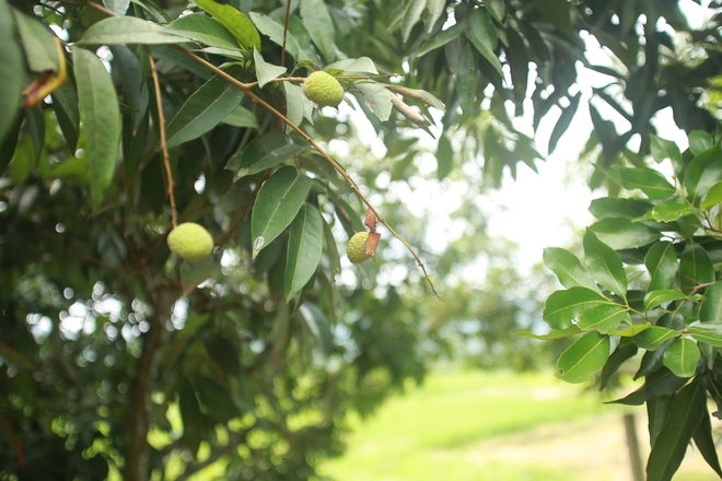 Người dân Bắc Giang bất lực vì vải thiều mất mùa: "Chưa năm nào tôi thấy đáng sợ như năm nay" - Ảnh 4.