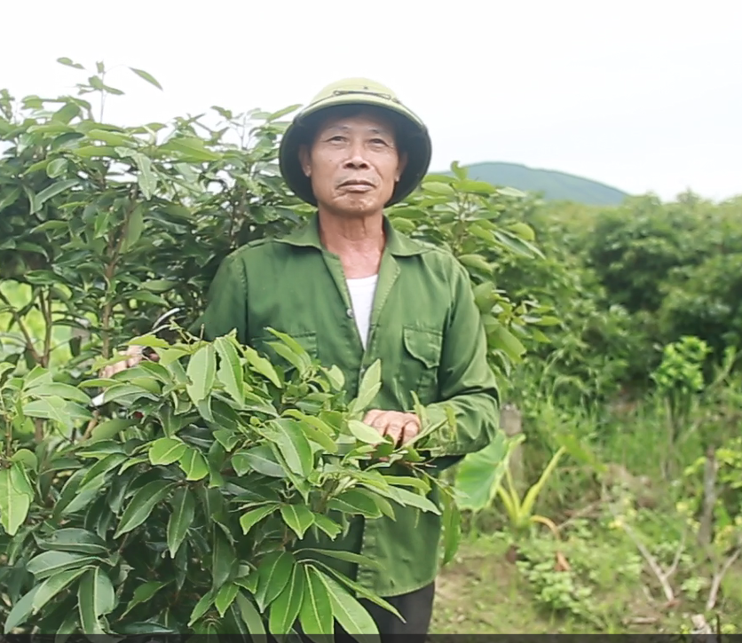 Người dân Bắc Giang bất lực vì vải thiều mất mùa: Chưa năm nào tôi thấy đáng sợ như năm nay - Ảnh 5. Người dân Bắc Giang bất lực vì vải thiều mất mùa: Chưa năm nào tôi thấy đáng sợ như năm nay - Ảnh 5.