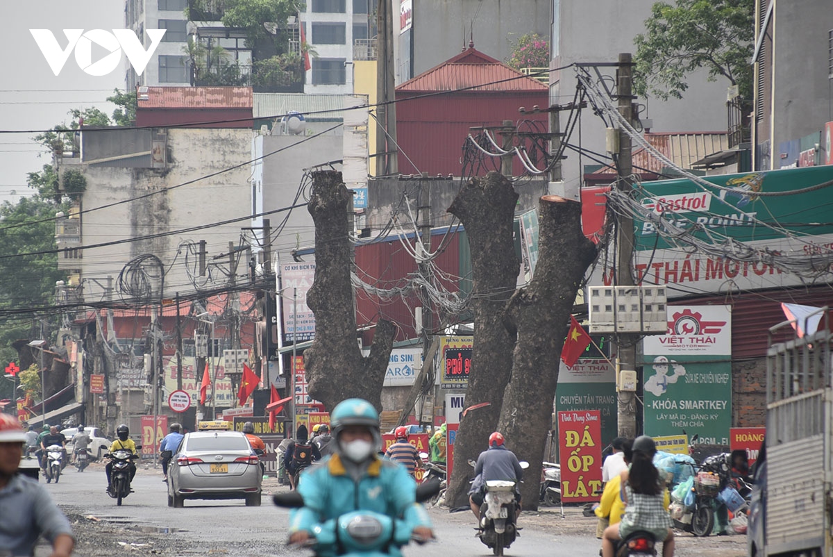 Loạt cây xà cừ đường kính lớn bị cắt ngọn trơ trụi để phục vụ mở đường - Ảnh 3.