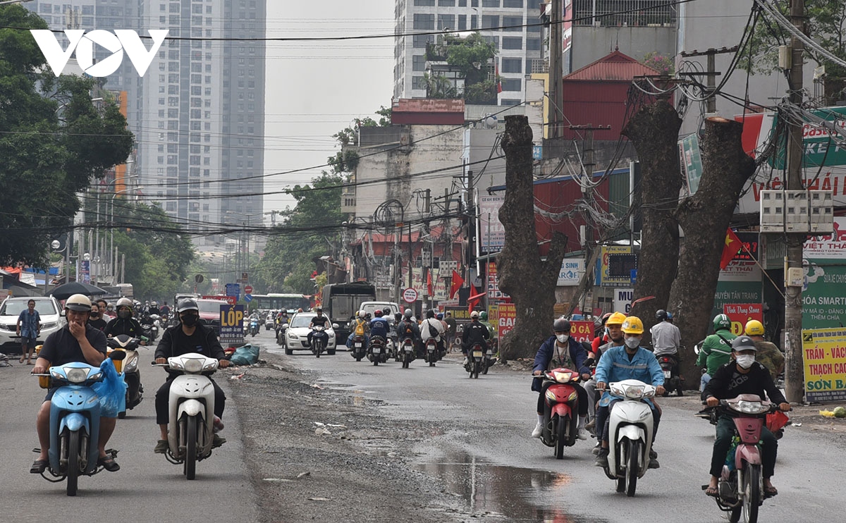 Loạt cây xà cừ đường kính lớn bị cắt ngọn trơ trụi để phục vụ mở đường - Ảnh 2.