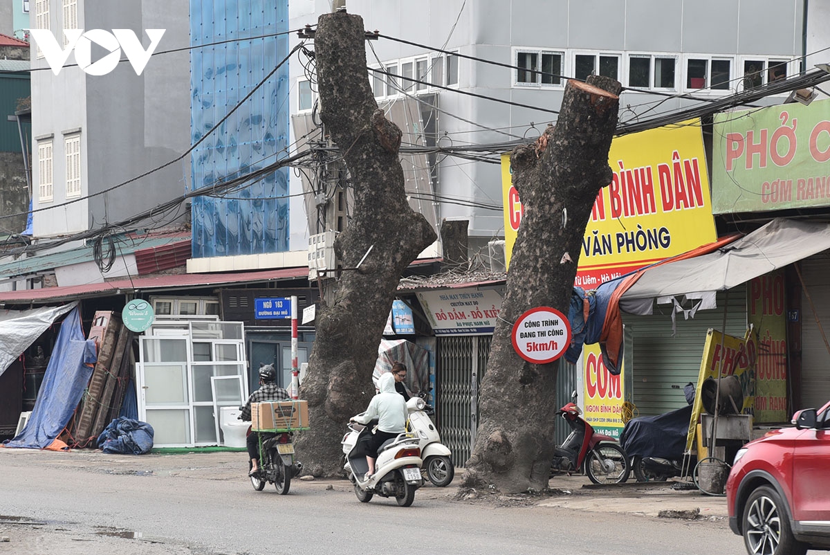 Loạt cây xà cừ đường kính lớn bị cắt ngọn trơ trụi để phục vụ mở đường - Ảnh 10.