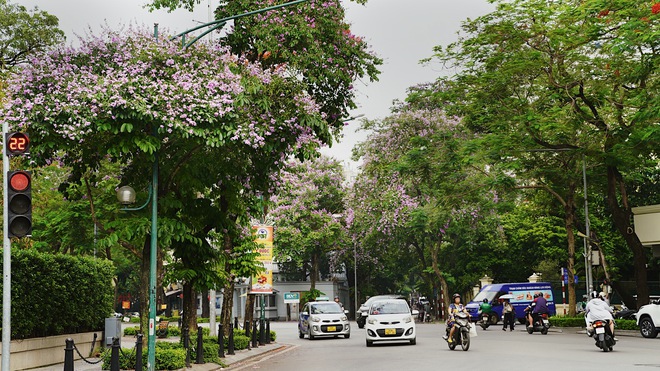 Từ đường phố Hà Nội tới MXH đều ngập sắc tím bằng lăng: Năm nào cũng nở nhưng năm nay bỗng phủ sóng khắp mọi mặt trận - Ảnh 5.