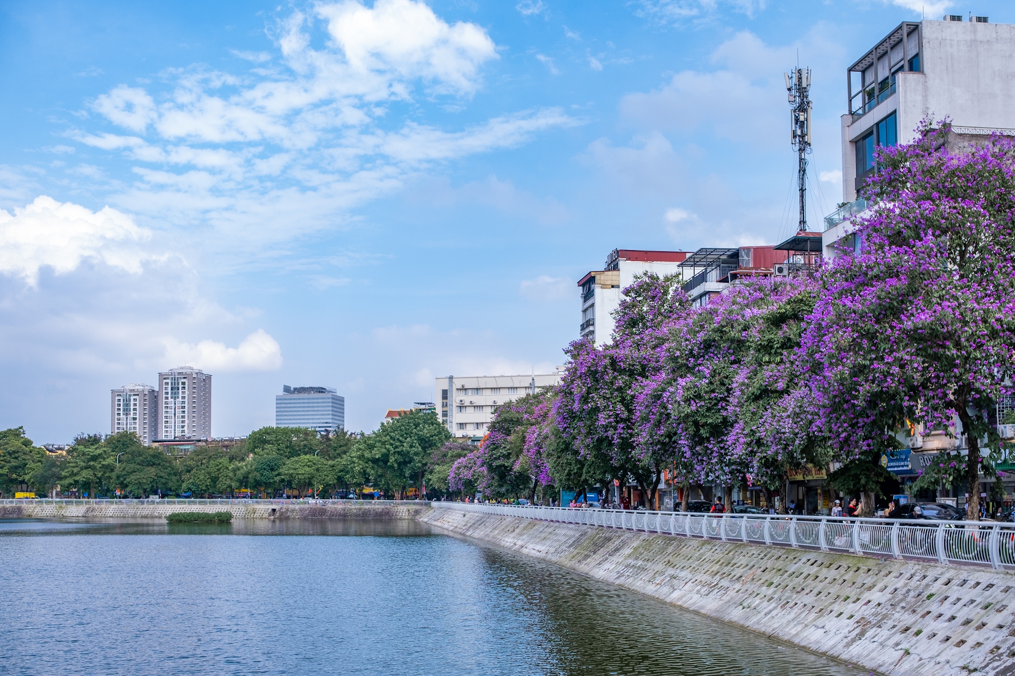 Từ đường phố Hà Nội tới MXH đều ngập sắc tím bằng lăng: Năm nào cũng nở nhưng năm nay bỗng phủ sóng khắp mọi mặt trận - Ảnh 7.