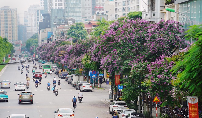 Từ đường phố Hà Nội tới MXH đều ngập sắc tím bằng lăng: Năm nào cũng nở nhưng năm nay bỗng phủ sóng khắp mọi mặt trận - Ảnh 6.