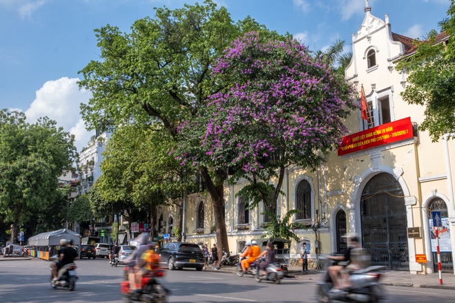 Từ đường phố Hà Nội tới MXH đều ngập sắc tím bằng lăng: Năm nào cũng nở nhưng năm nay bỗng phủ sóng khắp mọi mặt trận - Ảnh 3.