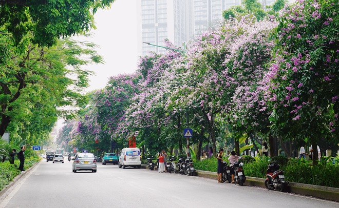 Từ đường phố Hà Nội tới MXH đều ngập sắc tím bằng lăng: Năm nào cũng nở nhưng năm nay bỗng phủ sóng khắp mọi mặt trận - Ảnh 8.