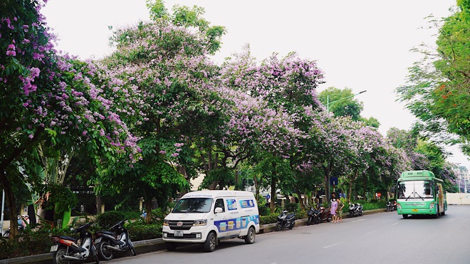 Từ đường phố Hà Nội tới MXH đều ngập sắc tím bằng lăng: Năm nào cũng nở nhưng năm nay bỗng phủ sóng khắp mọi mặt trận - Ảnh 9.