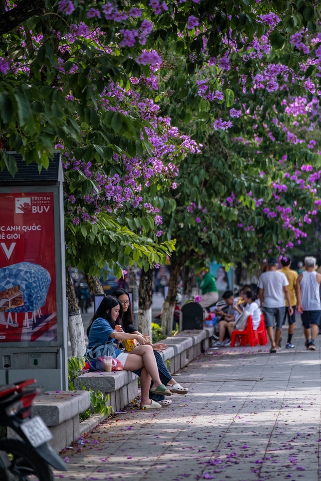 Từ đường phố Hà Nội tới MXH đều ngập sắc tím bằng lăng: Năm nào cũng nở nhưng năm nay bỗng phủ sóng khắp mọi mặt trận - Ảnh 15.