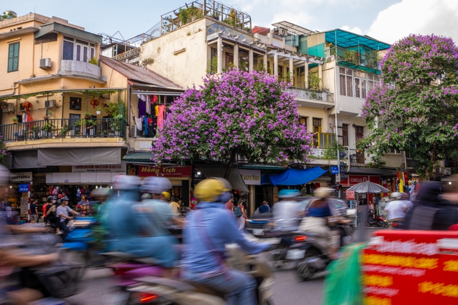 Từ đường phố Hà Nội tới MXH đều ngập sắc tím bằng lăng: Năm nào cũng nở nhưng năm nay bỗng phủ sóng khắp mọi mặt trận - Ảnh 25.