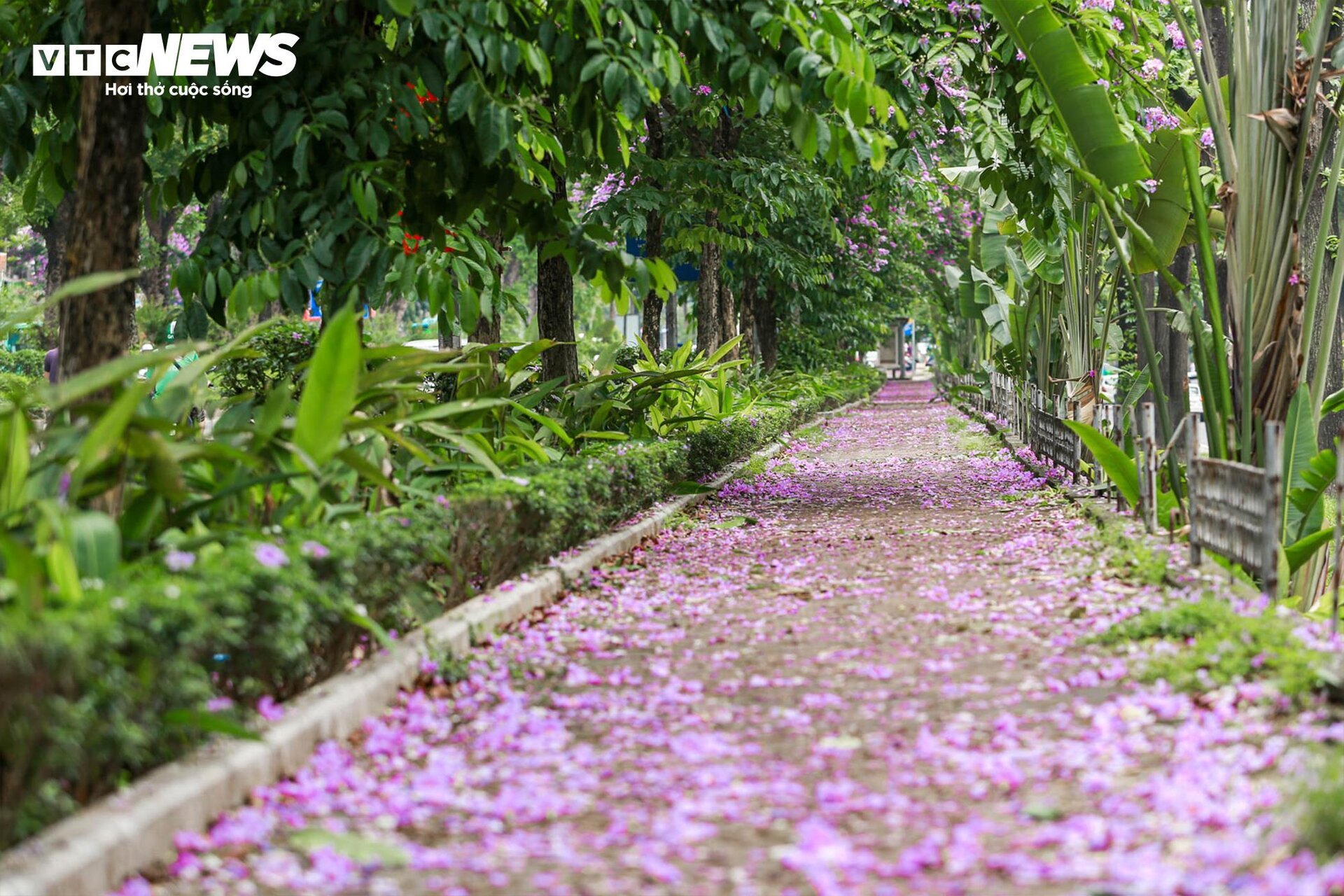 Bằng lăng nhuộm tím phố phường, Hà Nội đẹp như trong tranh - Ảnh 8.